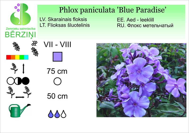 Phlox paniculata 'Blue Paradise', Floksis