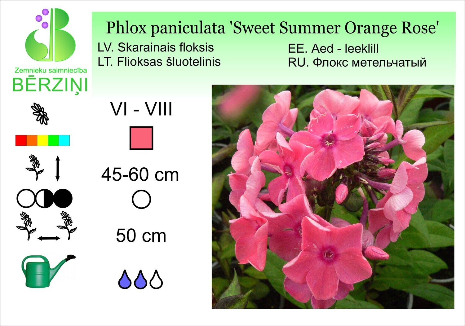 Phlox paniculata 'Sweet Summer Orange Rose', Floksis
