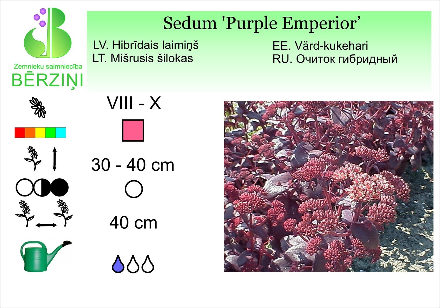 Sedum 'Purple Emperior', Laimiņš