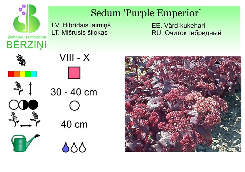 Sedum 'Purple Emperior', Laimiņš