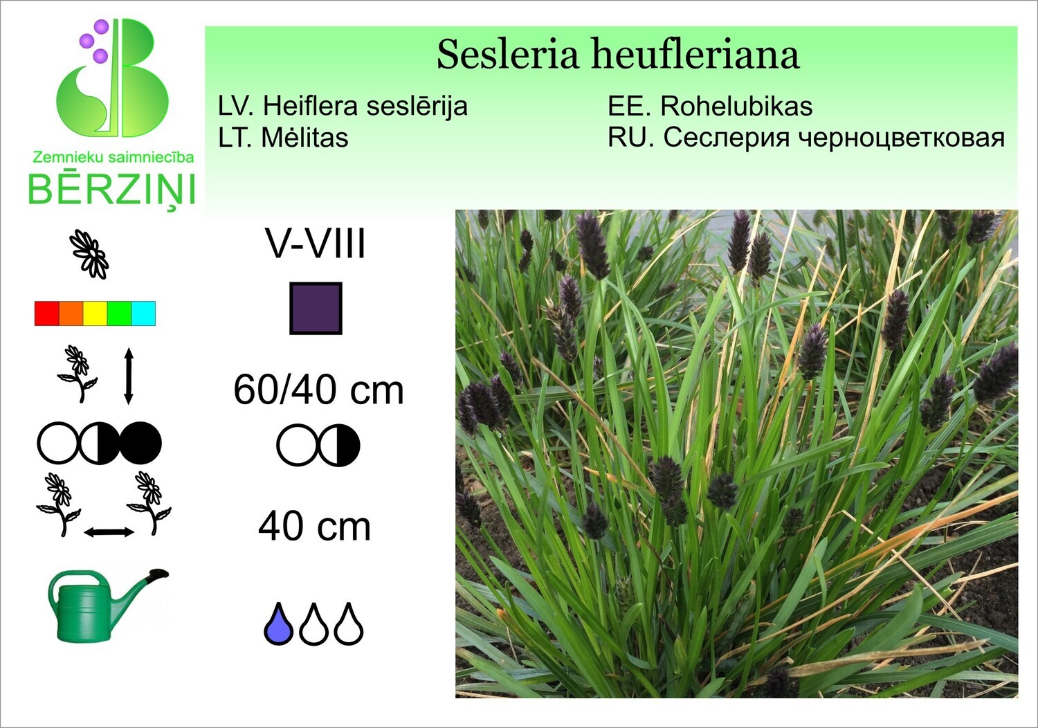Sesleria heufleriana, Seslērija