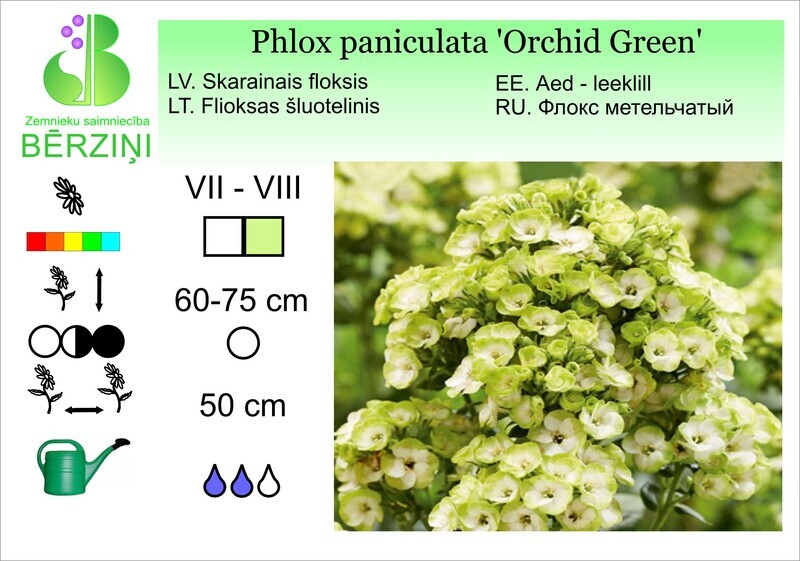 Phlox paniculata 'Orchid Green', Floksis