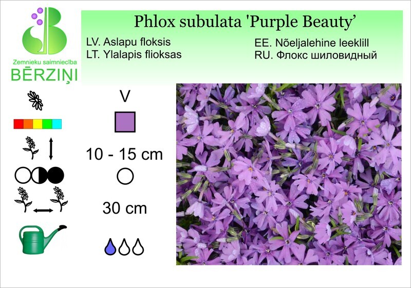 Phlox subulata 'Purple Beauty', Floksis