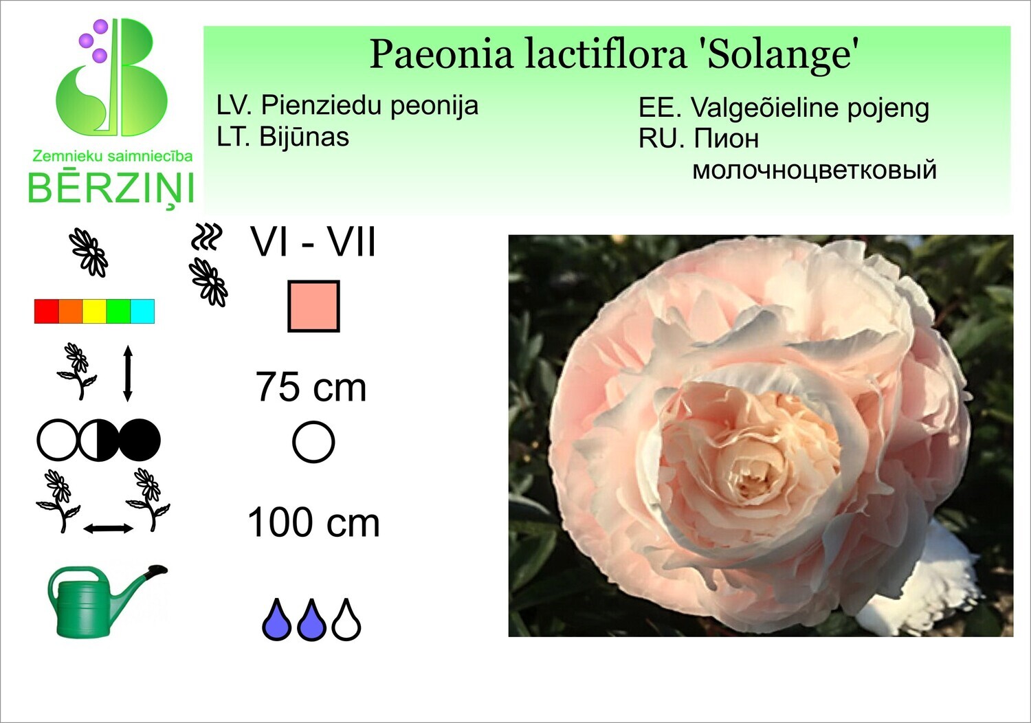 Paeonia lactiflora 'Solange', Peonija