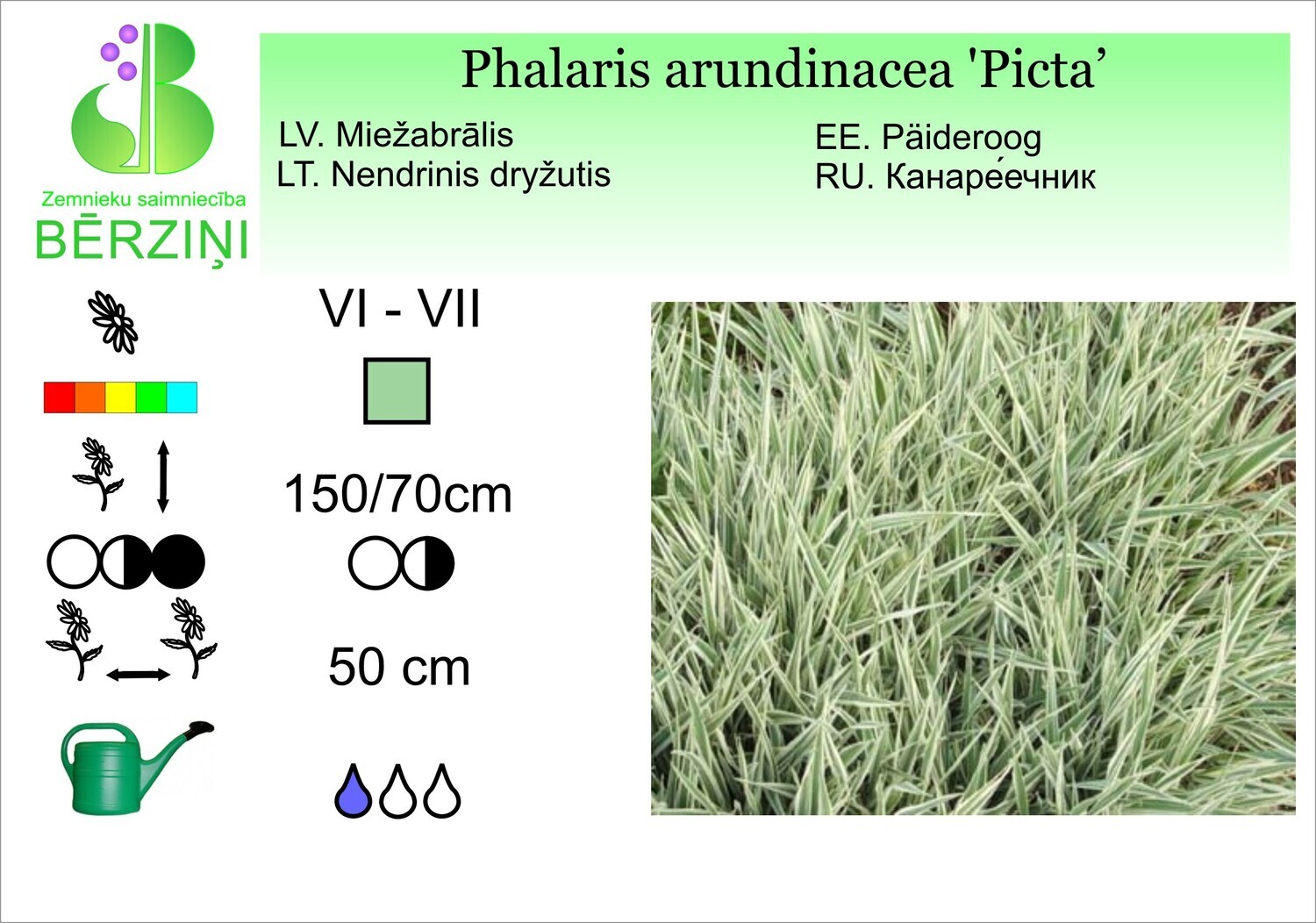 Phalaris arundinacea 'Picta', Miežabrālis parastais Phalaris arundinacea 'Picta', Miežabrālis parastais