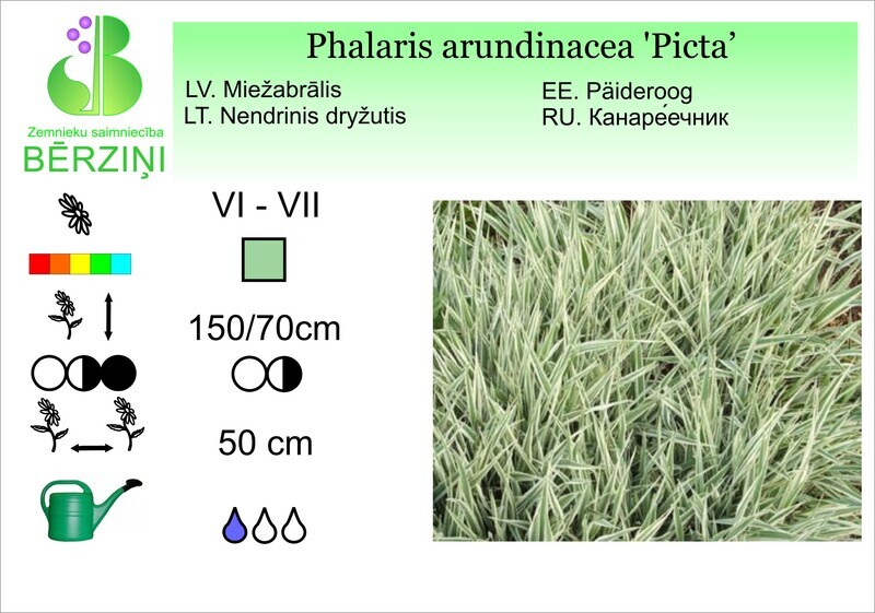 Phalaris arundinacea 'Picta', Miežabrālis parastais