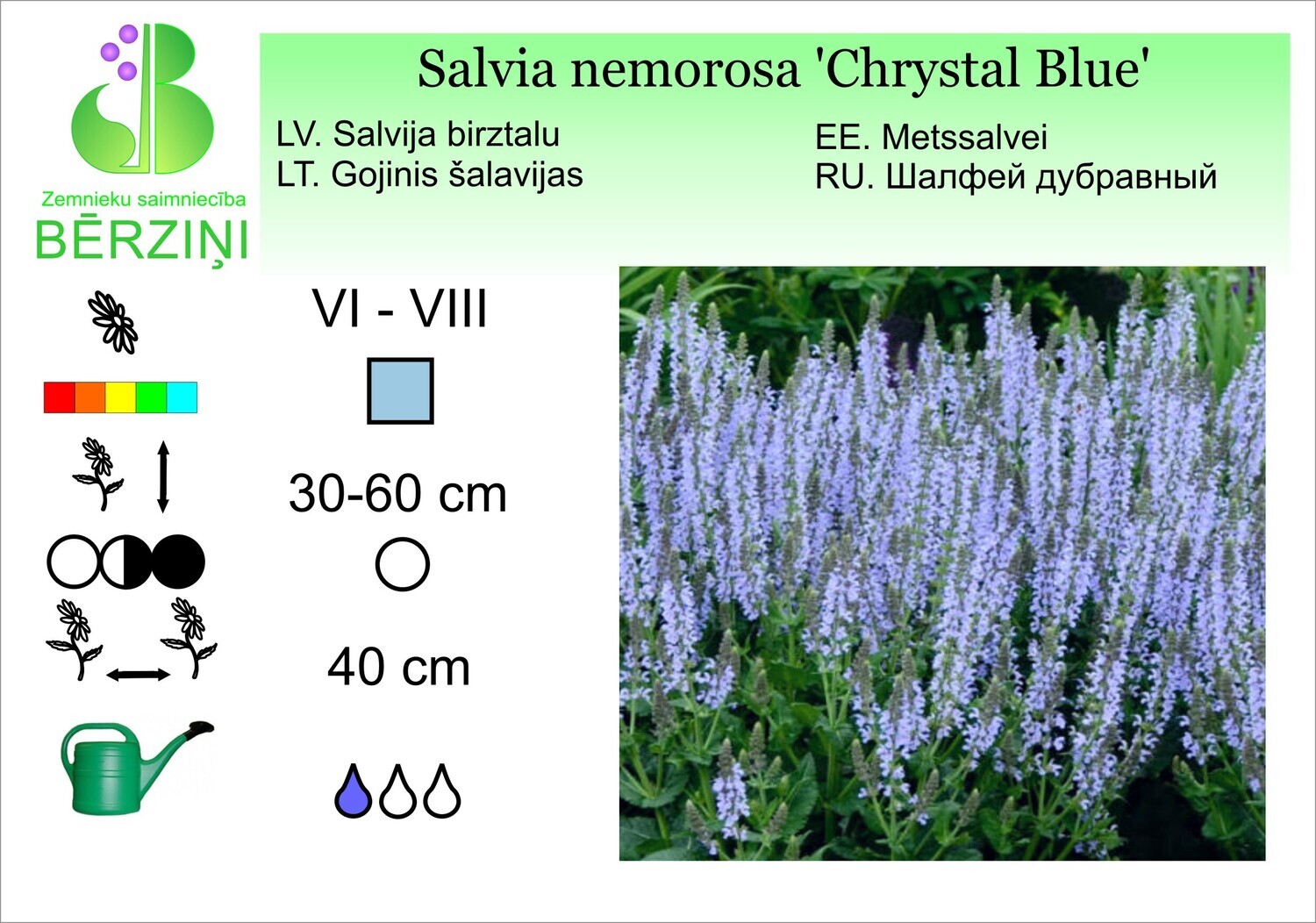 Salvia nemorosa 'Chrystal Blue'®, Salvija