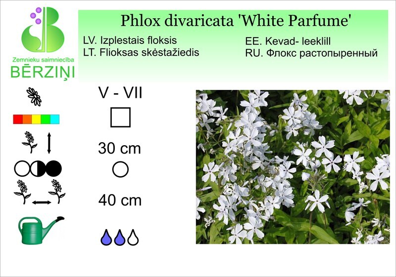 Phlox divaricata 'White Perfume', Floksis