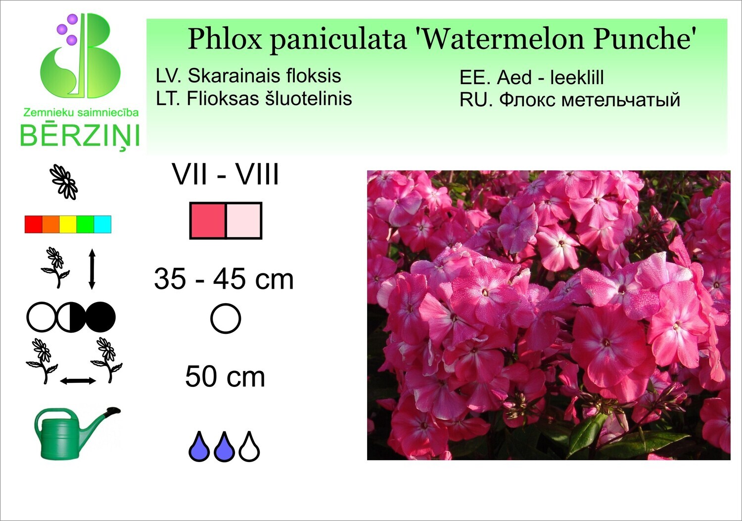 Phlox paniculata 'Watermelon Punche', Floksis