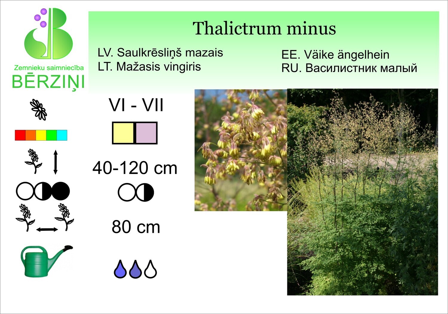 Thalictrum minus, Sauleskrēsliņš