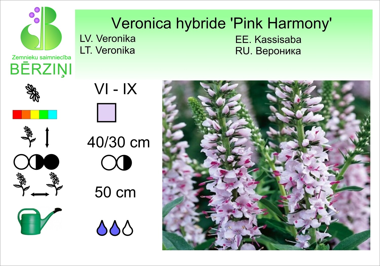 veronica hybride 'Pink Harmony', Veronika
