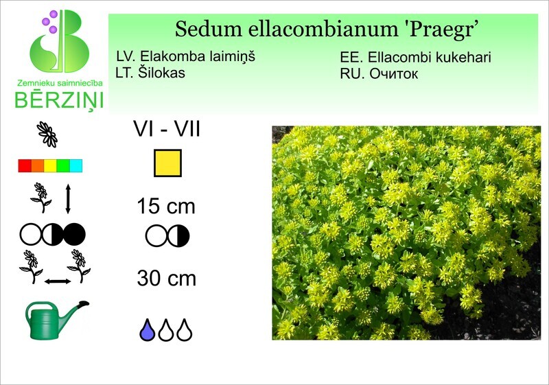 Sedum elacombianum 'Praeger', Laimiņš