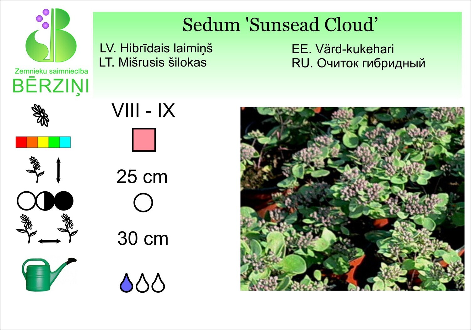 Sedum telephium 'Sunsead Cloud', Laimiņš