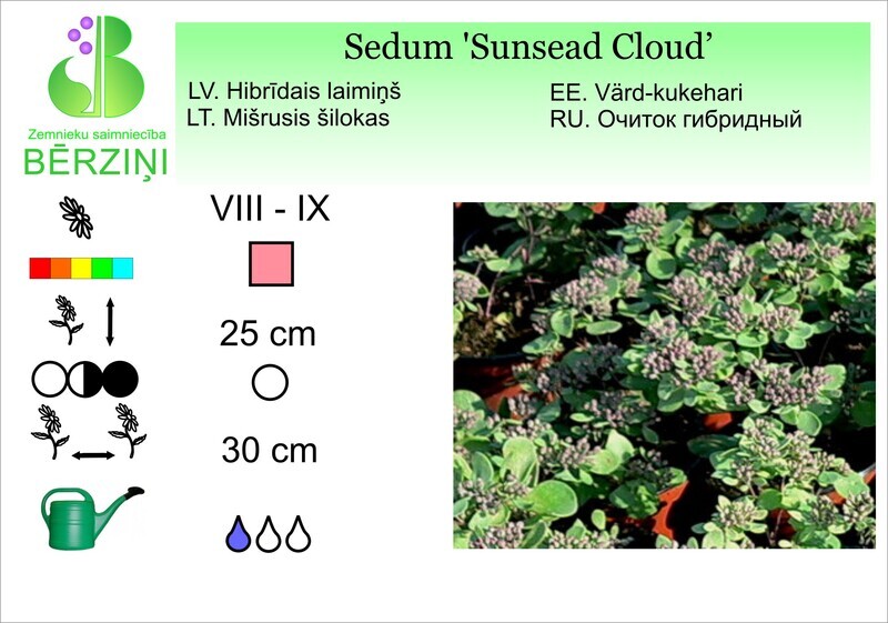 Sedum telephium 'Sunsead Cloud', Laimiņš