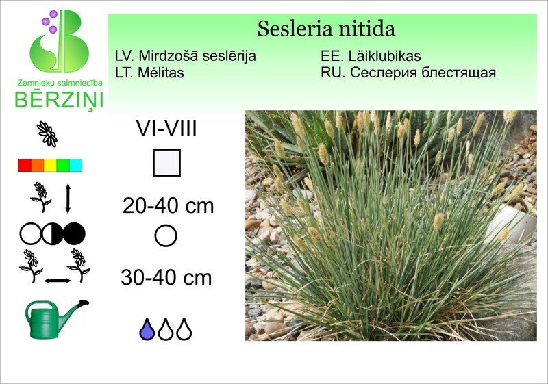 Sesleria nitida, Seslērija