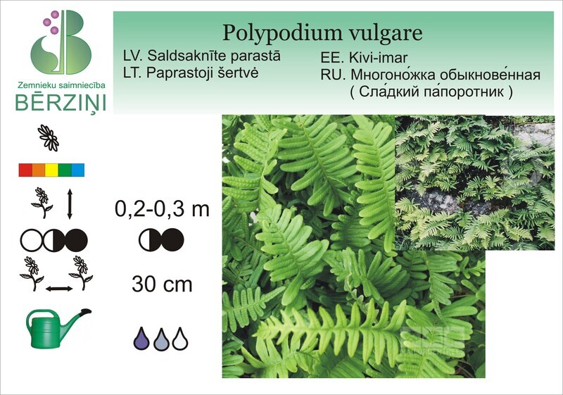 Polypodium vulgare, Saldsaknīte parastā