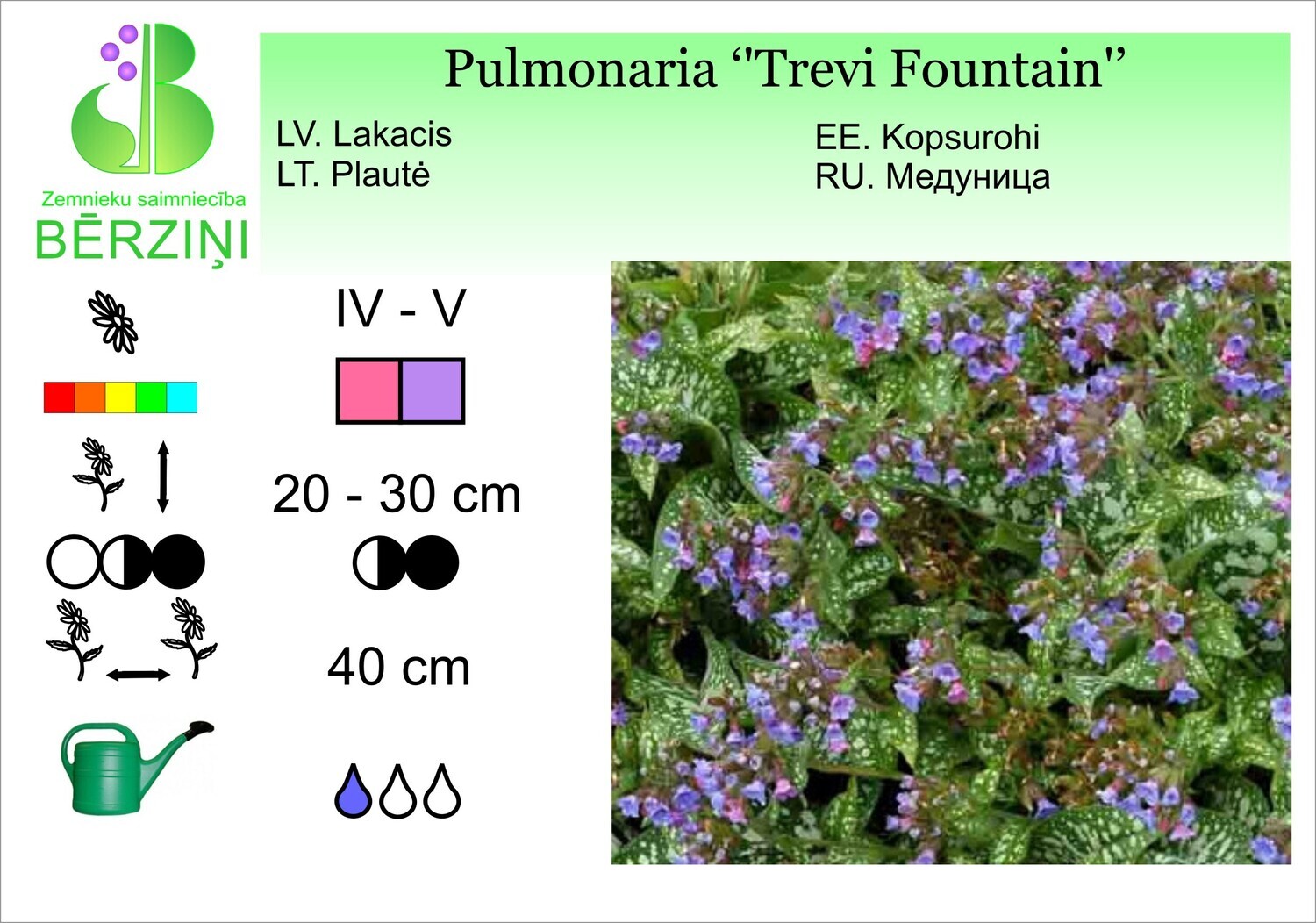 Pulmonaria 'Trevi Fountain'®, Lakacis