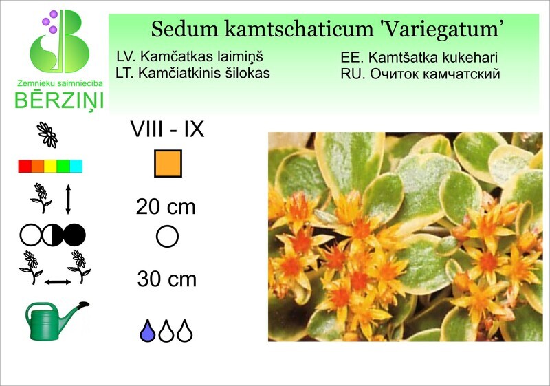 Sedum kamtschaticum 'Variegatum', Laimiņš