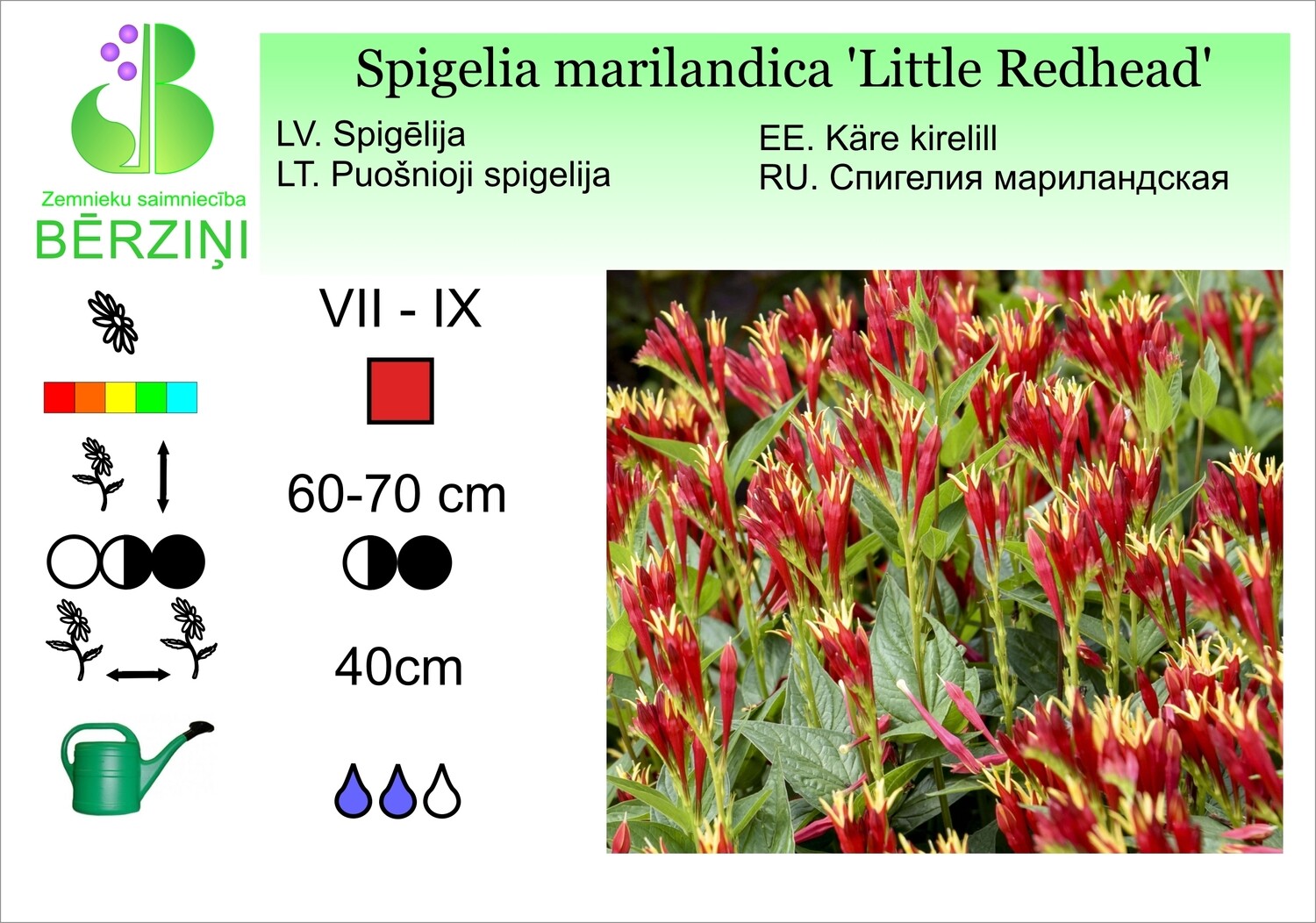Spigelia marilandica 'Little Redhead', Spigēlija