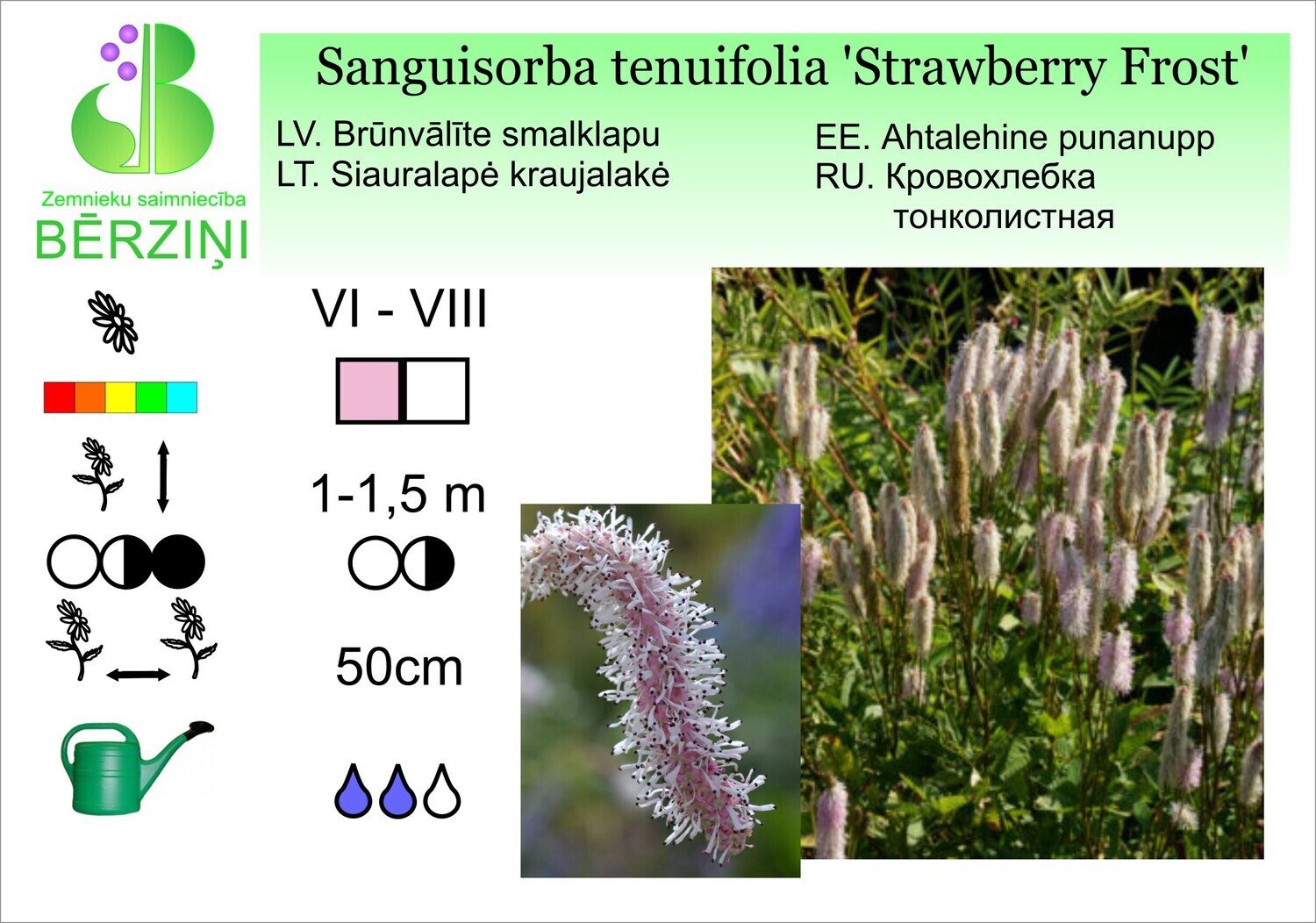 Sanguisorba tenuifolia 'Strawberry Frost', Brūnvālīte