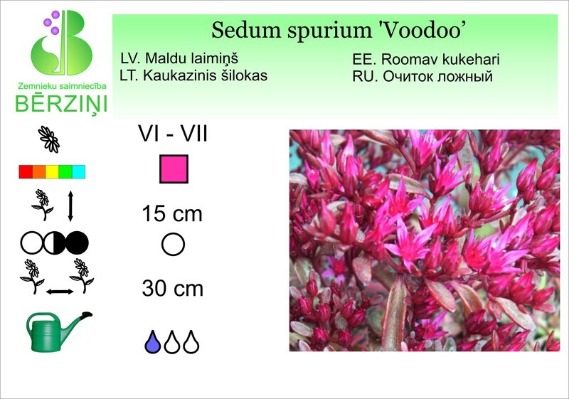 Sedum spurium 'Voodoo', Laimiņš
