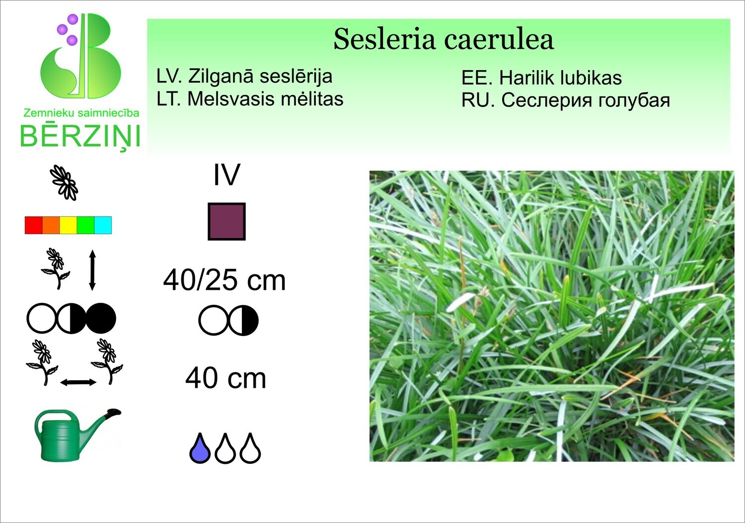 Sesleria caerulea, Seslērija