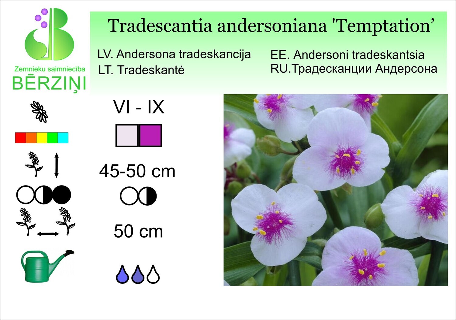 Tradescantia andersoniana 'Temptation', Tradeskancija