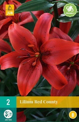 2 LILIUM RED COUNTY