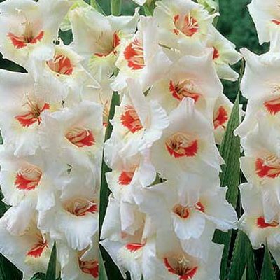 GLADIOLUS Ajax (5gab), Gladiola