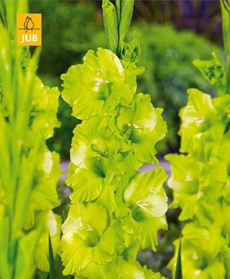 GLADIOLUS Green Star (5gab), Gladiola