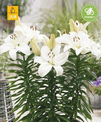 LILIUM Gwen, Lilija
