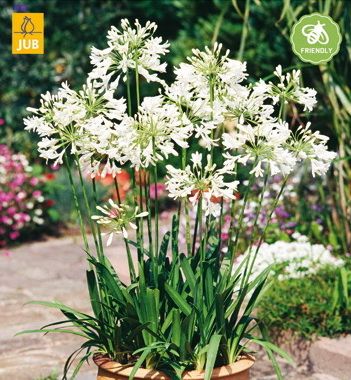 AGAPANTHUS WIT/WHITE, Agapants