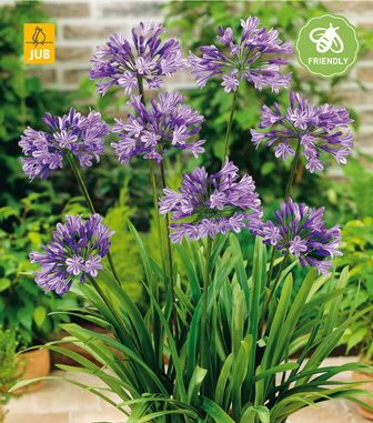 AGAPANTHUS BLAUW / BLUE, Agapants