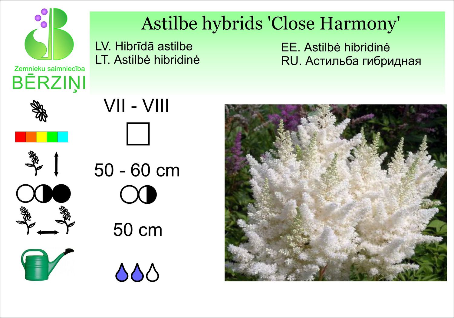 Astilbe hybrids 'Close Harmony', astilbe hibrīdā