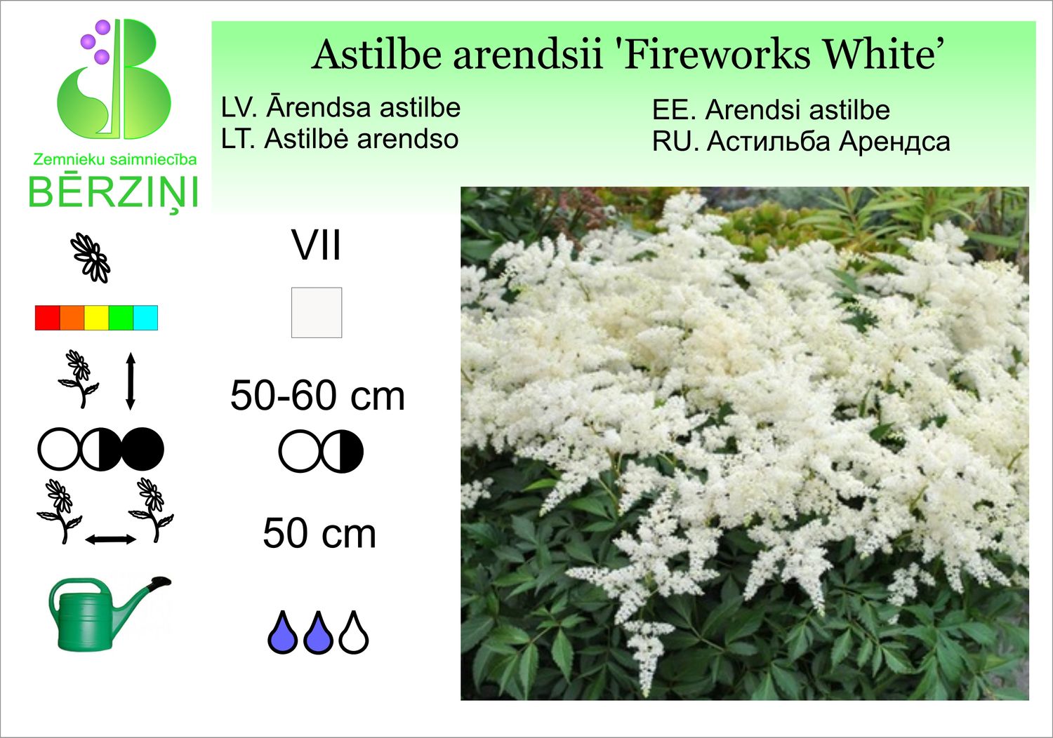 Astilbe arendsii 'Fireworks White', astilbe Ārendsa