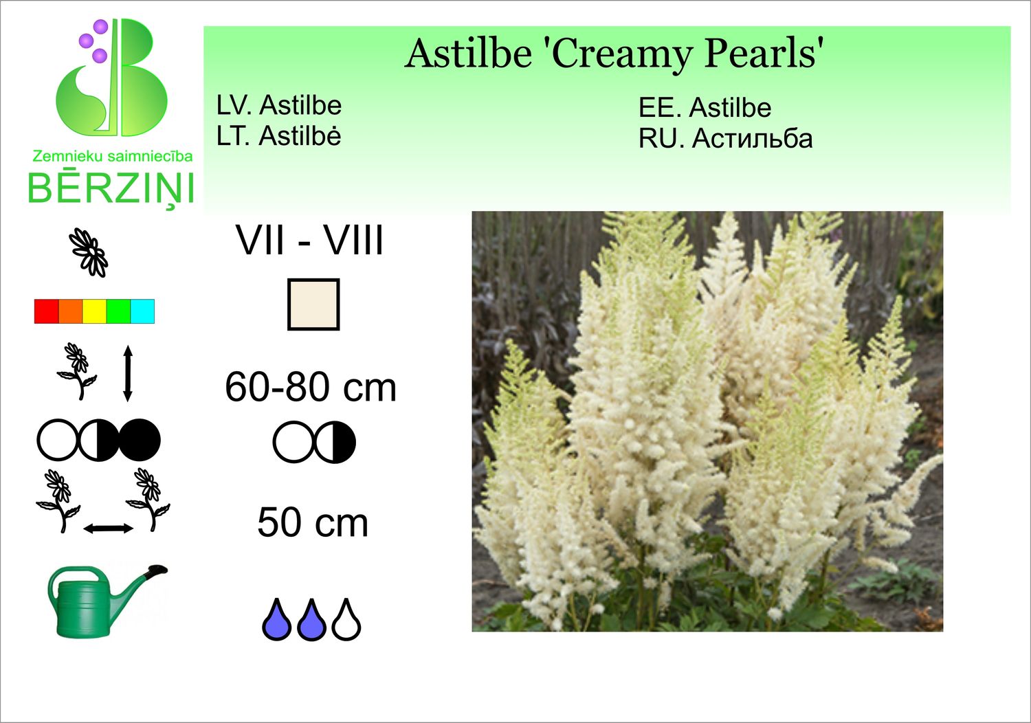 Astilbe chinensis 'Creamy Pearl', astilbe Ķīnas