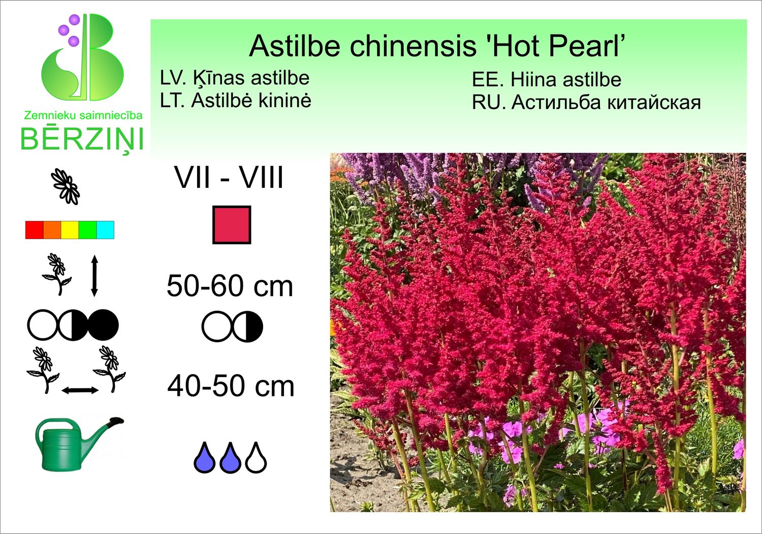 Astilbe chinensis 'Hot Pearl', astilbe Ķīnas