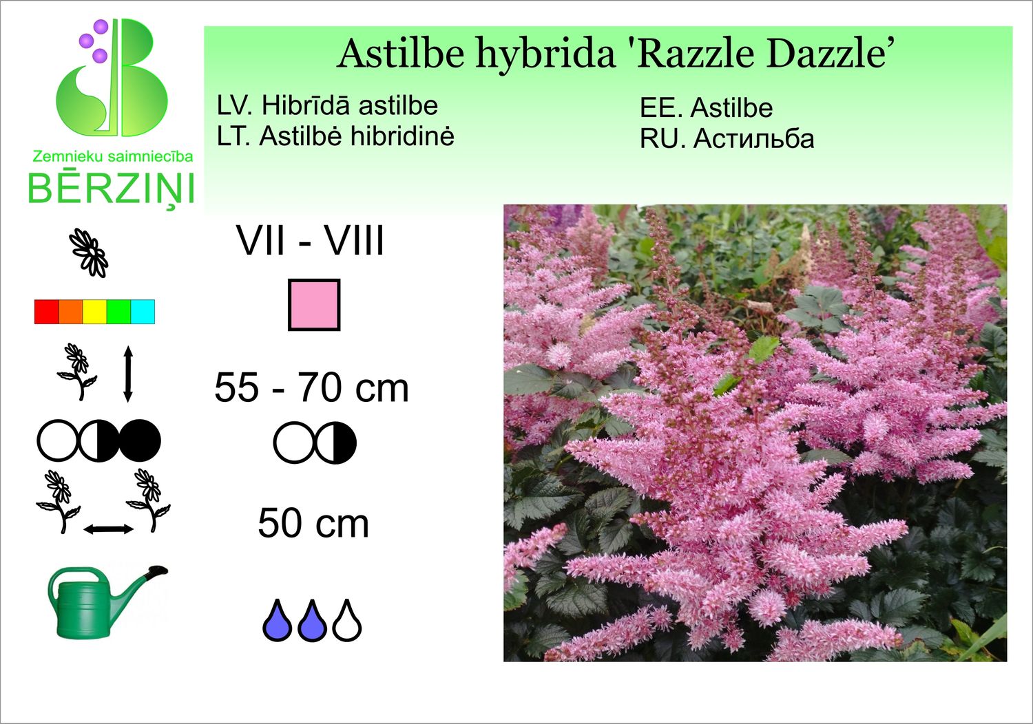 Astilbe hybrida 'Razzle Dazzle', astilbe hibrīdā