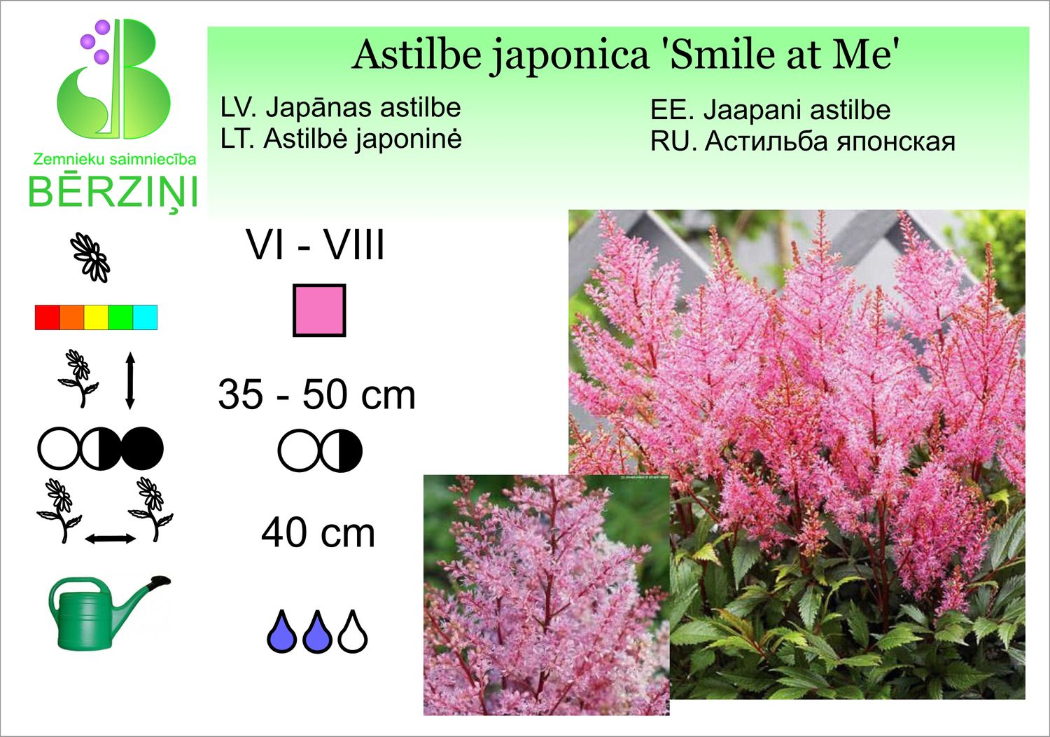 Astilbe japonica 'Smile at Me', astilbe Japānas