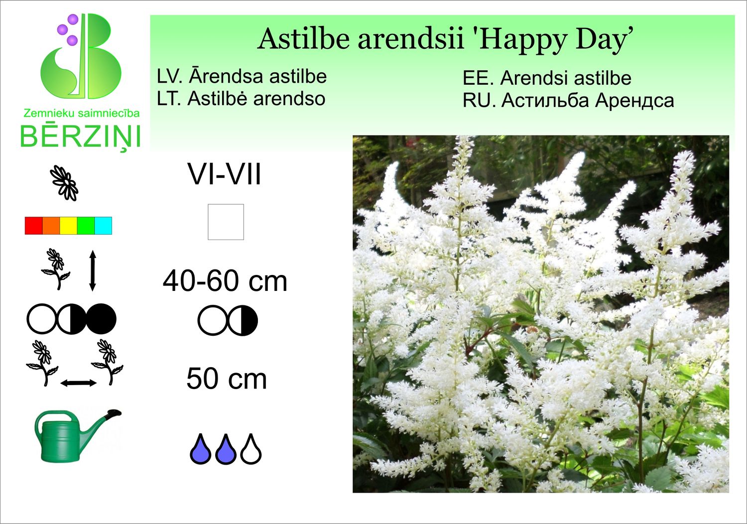 Astilbe arendsii 'Happy Day', astilbe Ārendsa