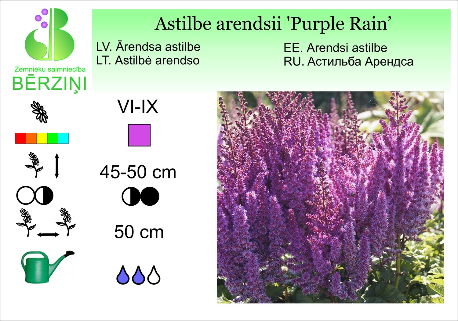 Astilbe arendsii 'Purple Rain', astilbe Ārendsa