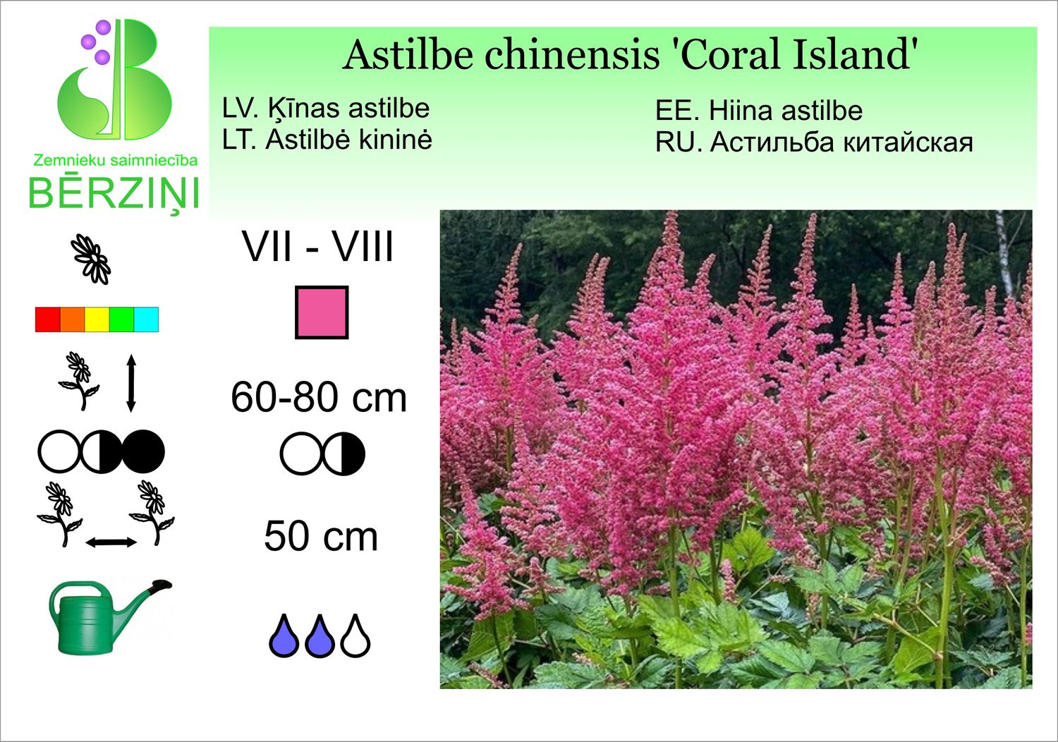 Astilbe chinensis 'Coral Island', astilbe Ķīnas