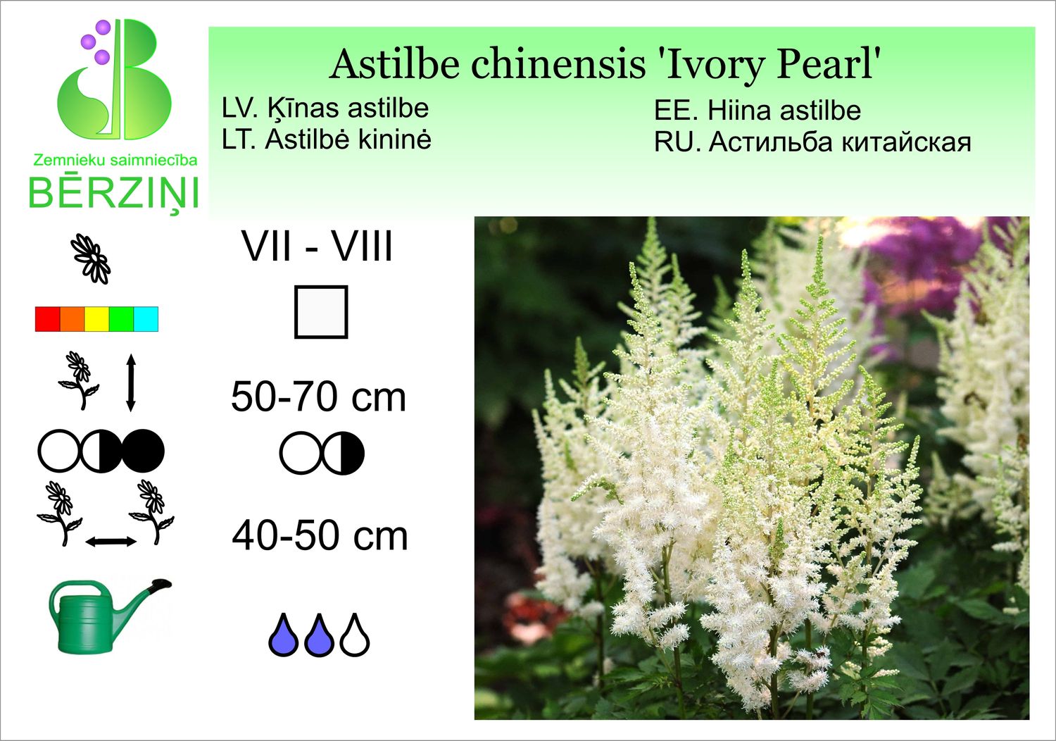 Astilbe chinensis 'Ivory Pearl', astilbe Ķīnas