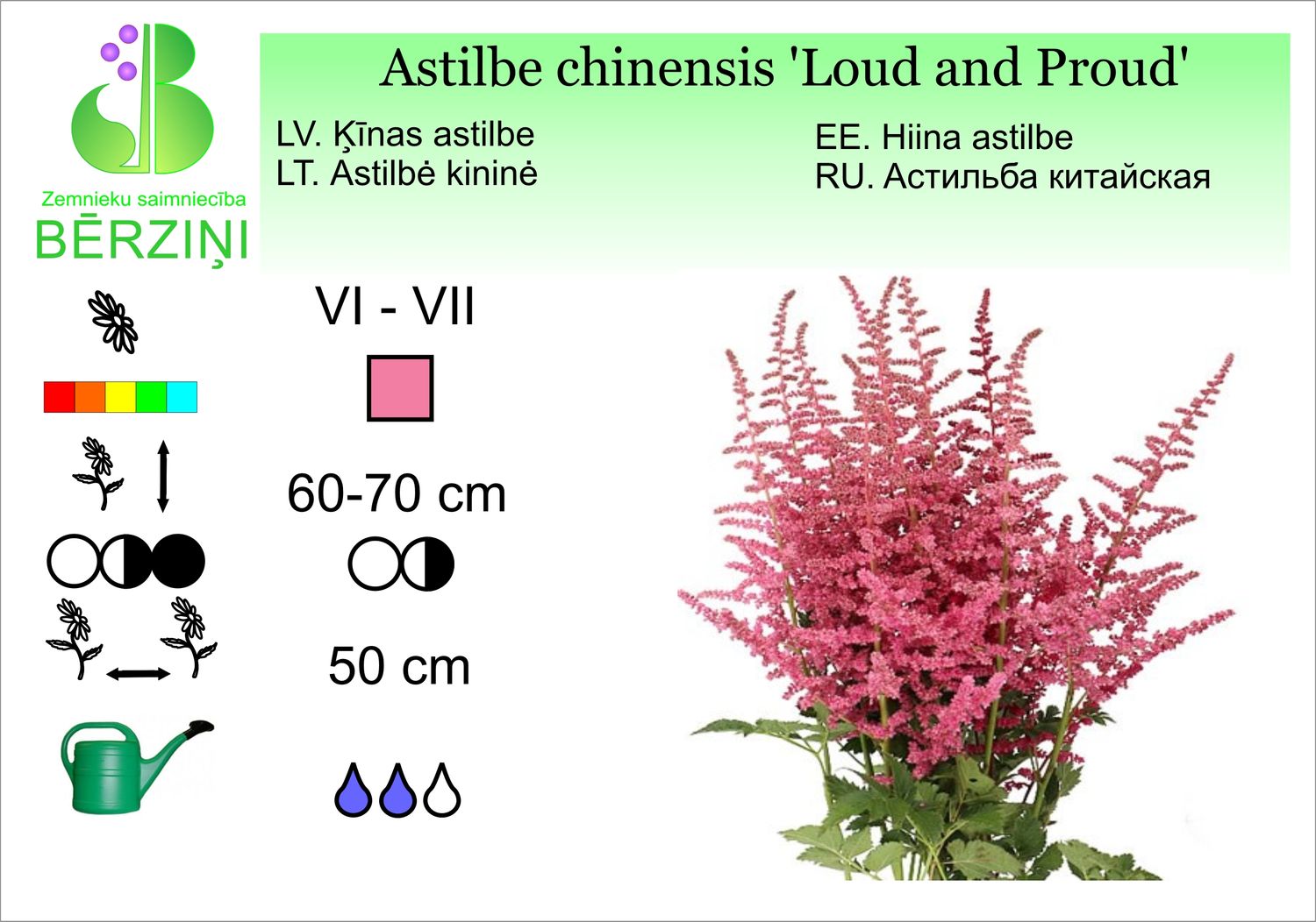 Astilbe chinensis 'Loud and Proud', astilbe Ķīnas