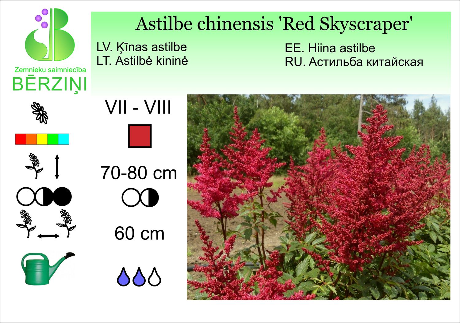 Astilbe chinensis 'Red Skyscraper', astilbe Ķīnas