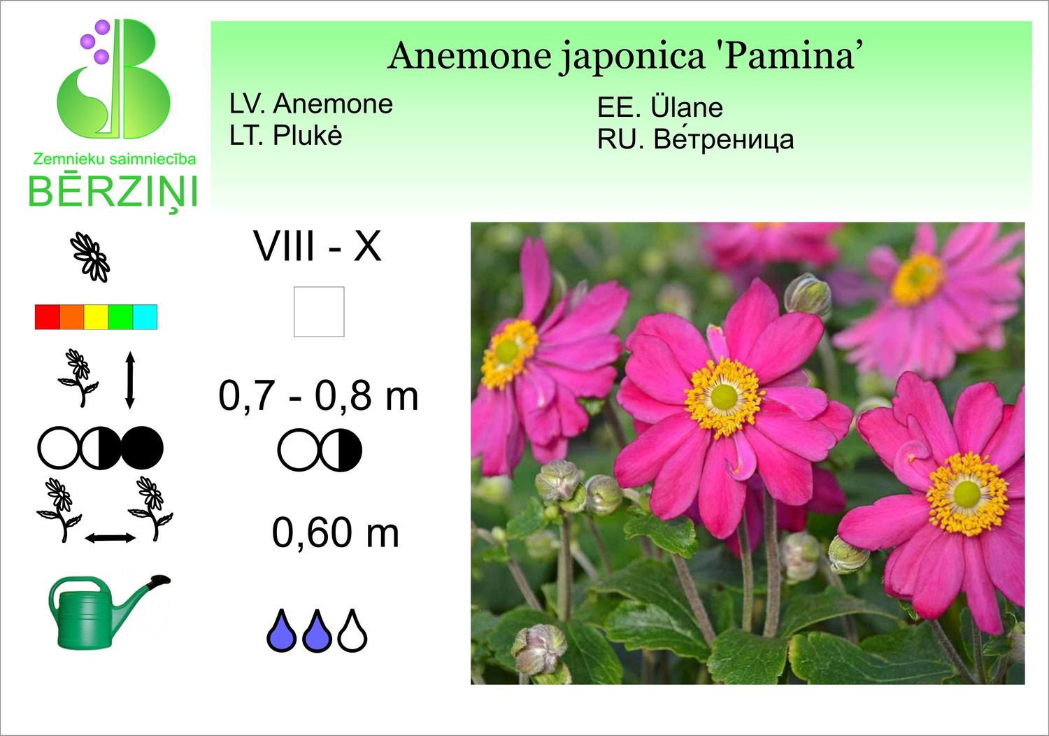 Anemone japonica 'Pamina', Anemone