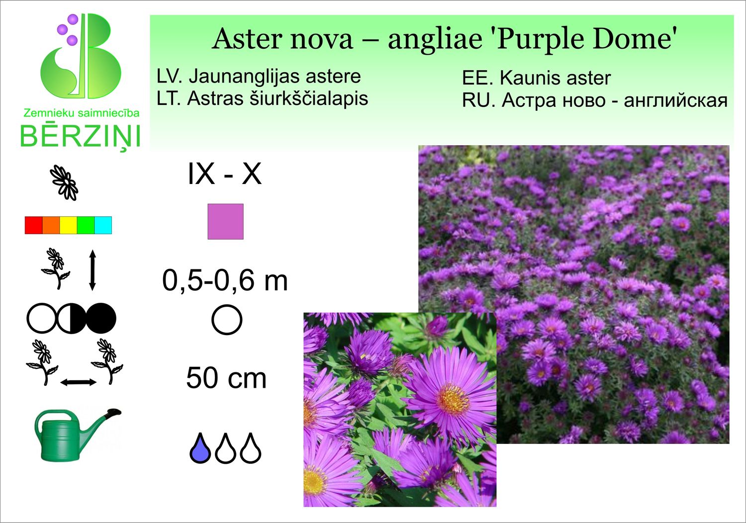 Aster nova – angliae 'Purple Dome', ziemastere Jaunanglijas