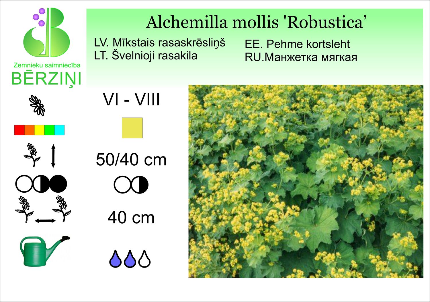 Alchemilla mollis 'Robustica', rasaskrēsliņš mīkstais