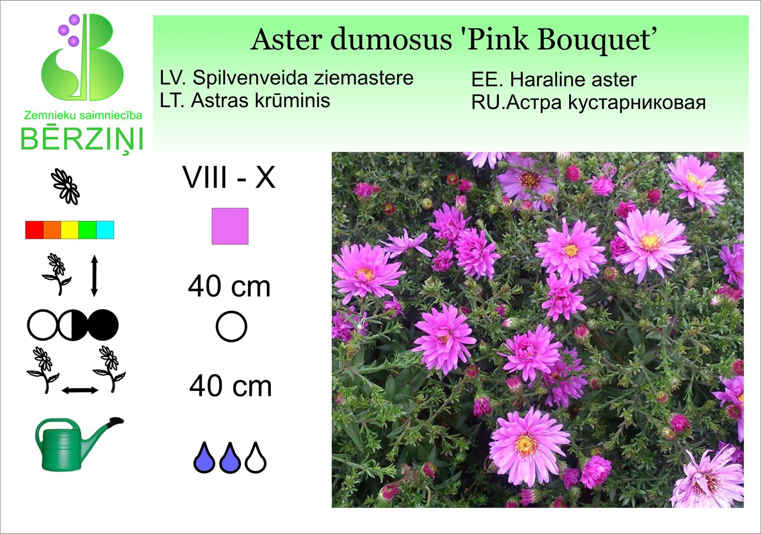 Aster dumosus 'Pink Bouquet', ziemastere spilvenveida