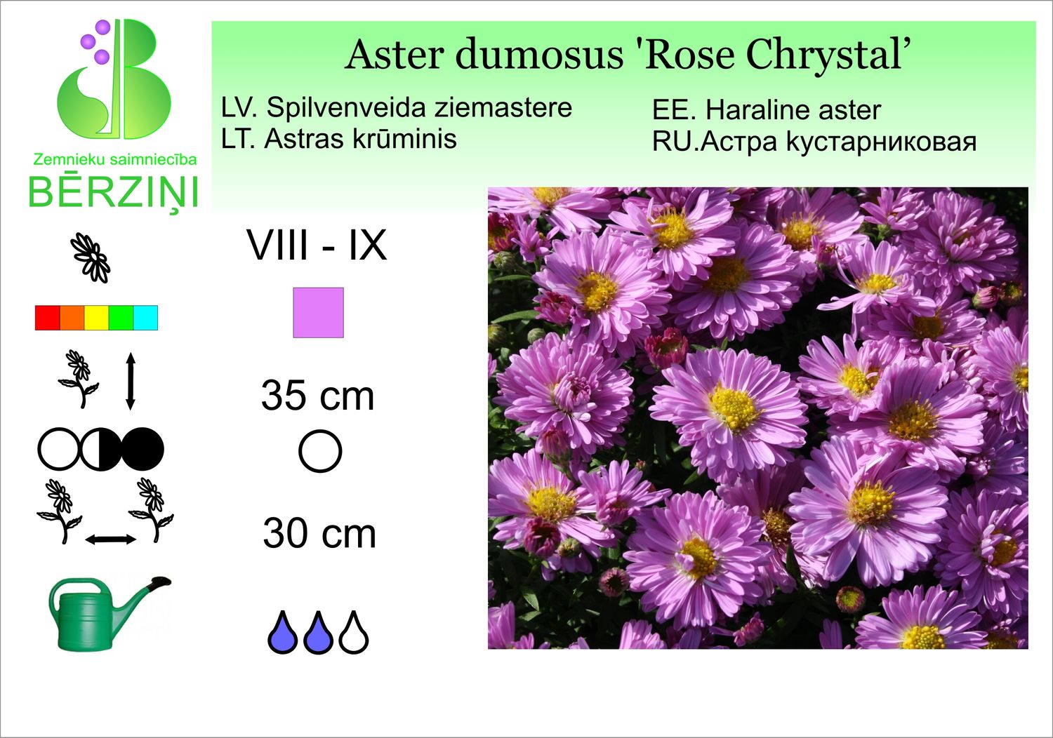 Aster dumosus 'Rose Chrystal', ziemastere spilvenveida